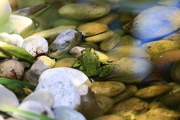 Image showing Green American Bullfrog  in the water 