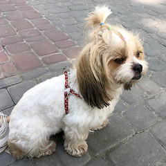 Image showing Shih tzu dog