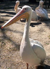 Image showing Pelican