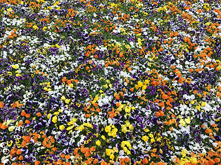 Image showing Many colorful flowers