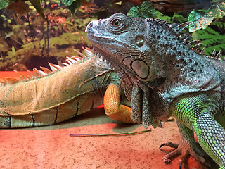 Image showing Chinese Water Dragons