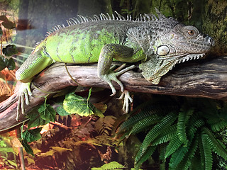 Image showing Chinese Water Dragon