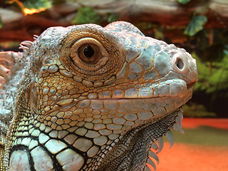 Image showing Asian water dragon