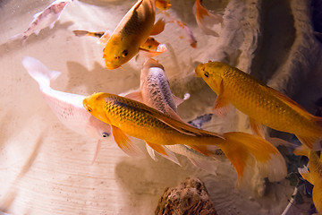 Image showing aquarium with colorful fishes