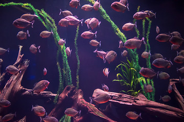 Image showing aquarium with colorful fishes