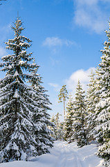 Image showing The road through the beautiful coniferous snowy forest