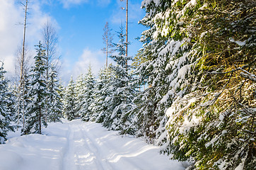 Image showing The road through the beautiful coniferous snowy forest