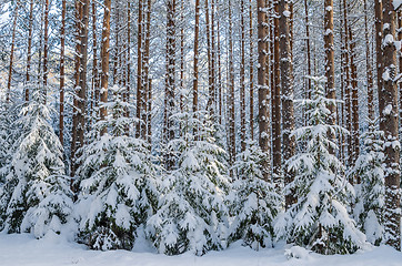 Image showing Firs and pines in the forest after snowfall