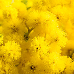 Image showing Mimosa flowers, close-up