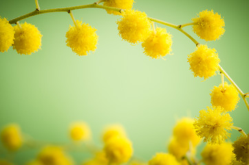 Image showing Mimosa flowers, close-up