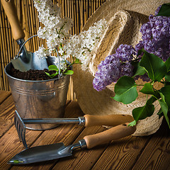 Image showing Gardening tools and a branch of a blossoming white lilac