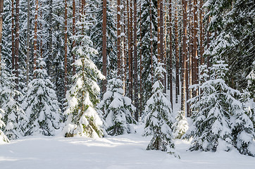 Image showing Firs and pines in the forest after snowfall