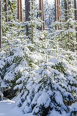 Image showing Firs and pines in the forest after snowfall