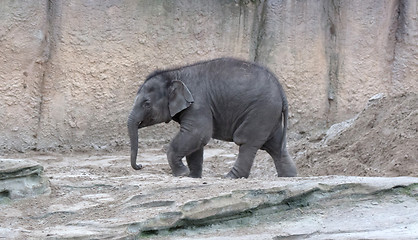 Image showing Baby elephant walking