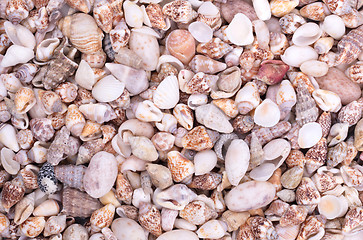 Image showing Shells of many types and sizes