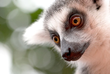 Image showing Close up portrait of ring-tailed lemur