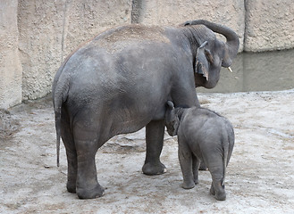 Image showing Baby elephant nursing milk from mother