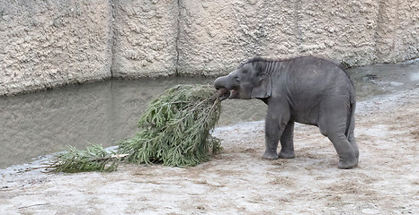 Image showing Baby bull elephant with christmas tree