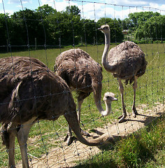 Image showing Three ostriches