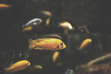 Image showing aquarium with colorful fishes