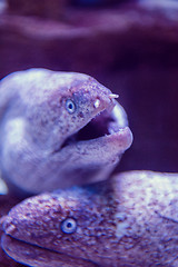 Image showing fish swimming in aquarium