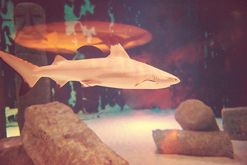 Image showing shark swimming in aquarium