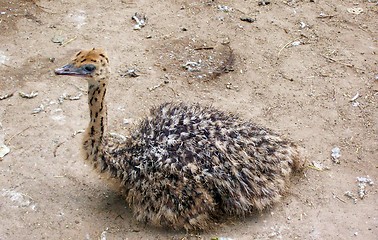 Image showing The small ostrich