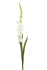 Image showing White gladiolus flower