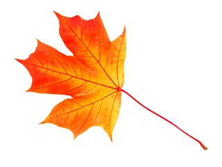 Image showing Autumn leaf on white