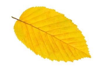 Image showing Leaf on white