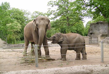 Image showing The elephant with the elephant's baby