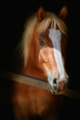 Image showing Portrait of Horse