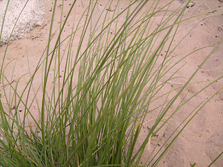 Image showing Grass on seacoast.