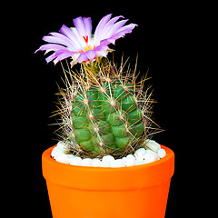 Image showing Cactus flowers on black