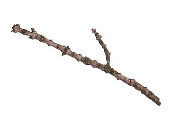 Image showing Dry tree branch on white