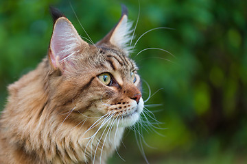 Image showing Maine Coon Cat at park