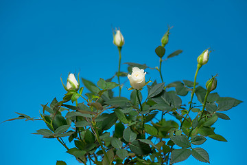 Image showing Flowers miniature Rose on blue