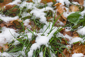 Image showing Melting snow on grass