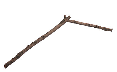 Image showing Dry tree branch on white