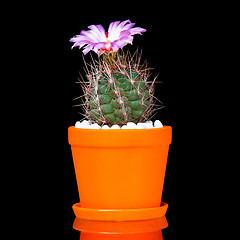 Image showing Cactus flowers on black