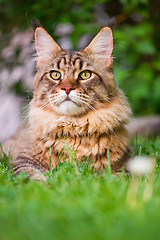 Image showing Maine Coon Cat at park