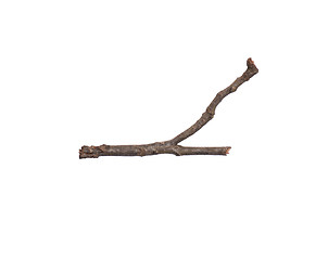 Image showing Dry tree branch on white