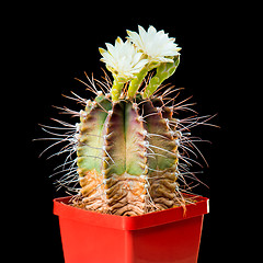 Image showing Cactus flowers on black