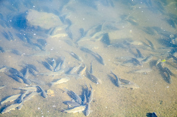 Image showing Young carp fish from fish farms released into the reservoir