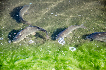 Image showing Young carp fish from fish farms released into the reservoir