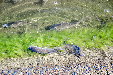 Image showing Young carp fish from fish farms released into the reservoir