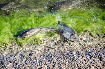 Image showing Young carp fish from fish farms released into the reservoir