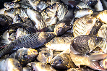 Image showing Young carp fish from a fish farm in a barrel are transported for release into the reservoir