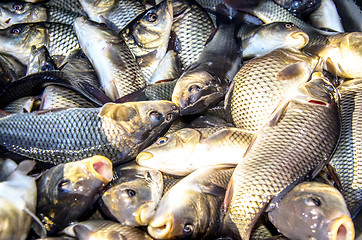 Image showing Young carp fish from a fish farm in a barrel are transported for release into the reservoir