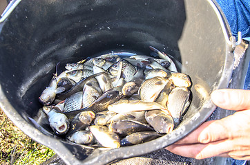 Image showing Young carp fish from a fish farm in a barrel are transported for release into the reservoir